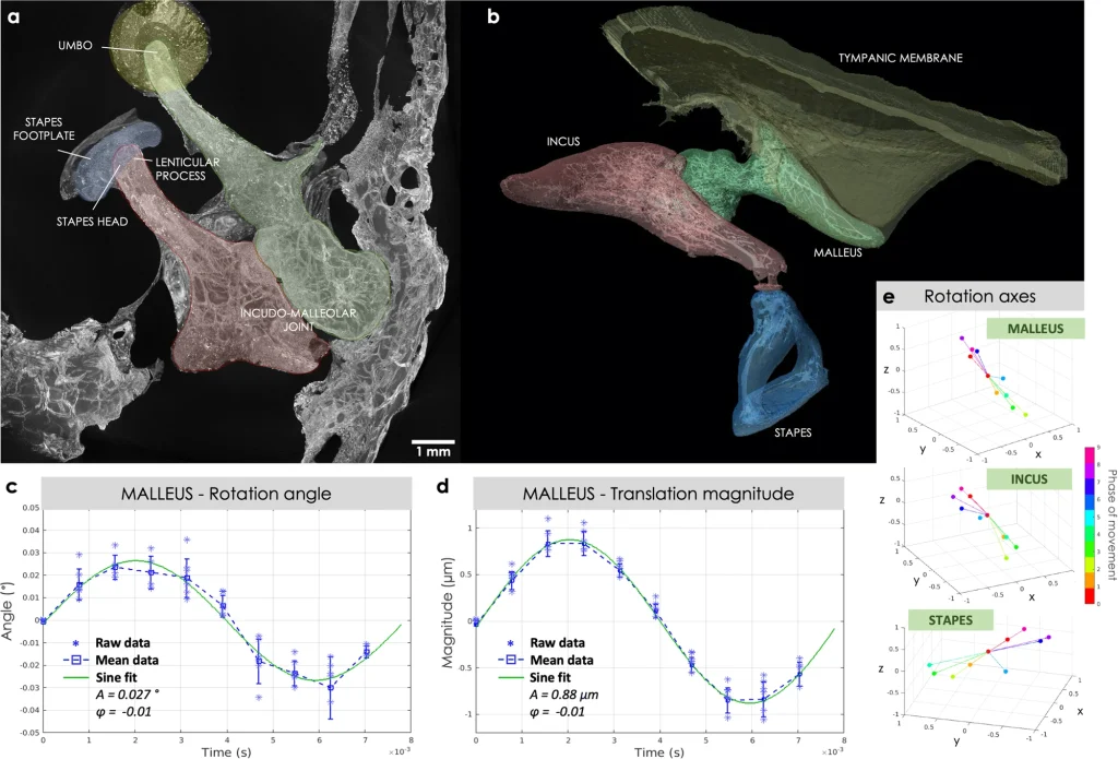 human middle ear in motion