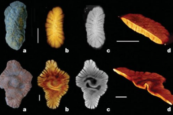 2-Billion-years-old-fossils