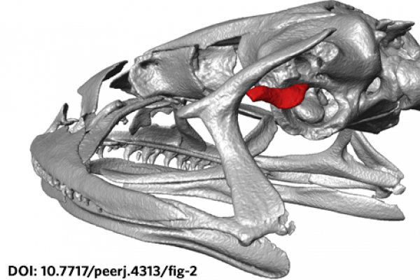 3D-reconstruction-of-skull-and-middle-ear-structures-of-Phrynopus-montium