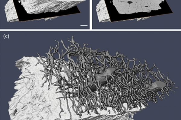 3D-rendering-of-the-masked-sample-volume