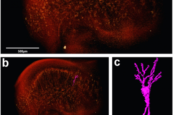 41598_2018_30501_Fig6_HTML
