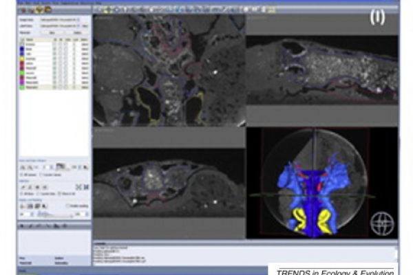 Amira-Shuyu-3D-Reconstruction