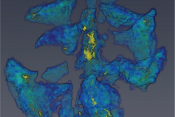 Austrosequoia novae-zeelandiae (Ettingshausen, 1887) Mays et al., 2017, animated volume