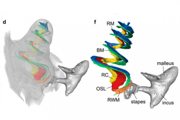 Cochlea-3d-reconstruction