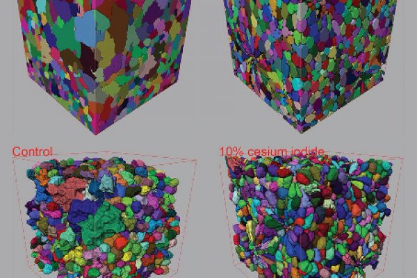 Contrast-enhanced 3D micro-CT of plant tissues using different impregnation techniques