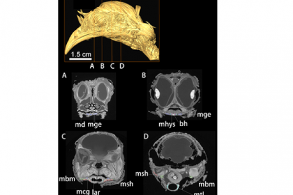 DiceCT imaging of the head of Nothoprocta perdicaria