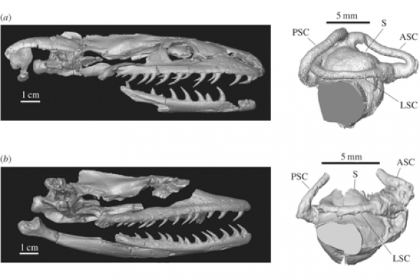 Digital-endocast-of-the-inner-ear-of-Yurlunggur-and-Wonambi