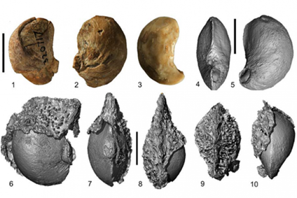 Disseminules of Pseudoanacardium peruvianum