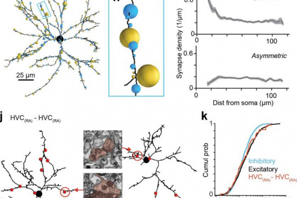 amira software EM connectomics reveals axonal target variation in a sequence-generating network