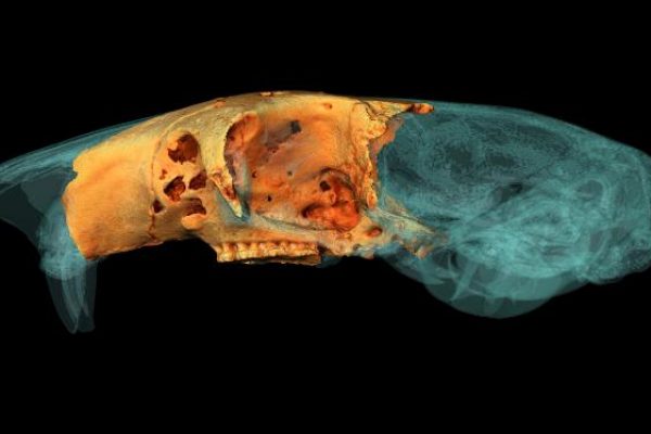 Gigantic_Dormouse_Reconstruction