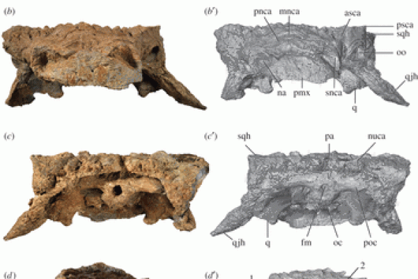 Holotype of Zuul crurivastator, ROM 75860, skull in (a) left lateral, (b) anterior, (c) posterior and (d) oblique left anterodorsal views