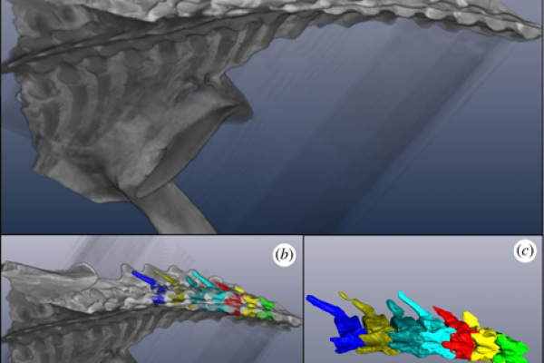 Isosurface-of-Nichollssaura-borealis-produced-in-Amira-5.4-from-CT-scans