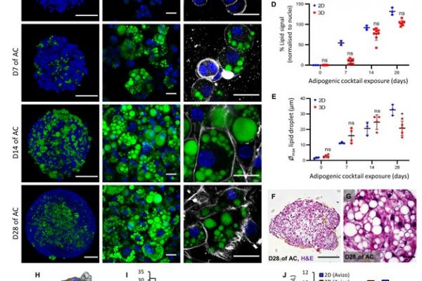 Lipid morphology of 3T3-L1 spheroids exposed to adipogenic cocktail