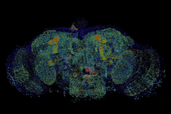 Local-density-map-of-DAN-associated-presynaptic-sites-across-an-adult-Drosophila