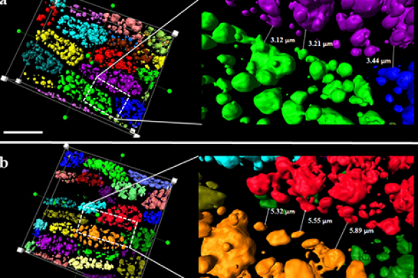 Measurement of cell space in HO and LO line seeds