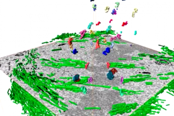 amira-software Microtubule organization within mitotic spindles revealed by serial block face scanning electron microscopy and image analysis