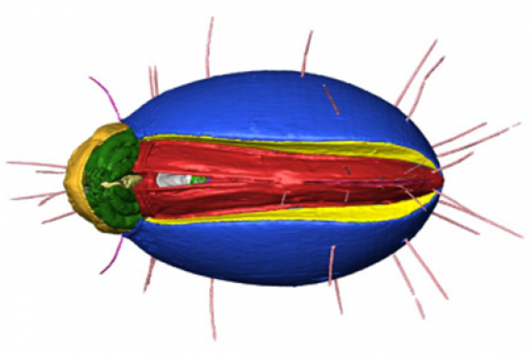 NOVA-semi-automatic-segmentation