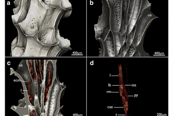 Overview of Cinctipora elegans from microCT images of the skeletal parts