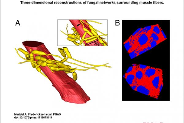 PNAS-parasite-networks-Oct-2017