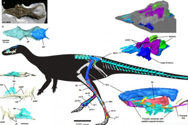 Revealing_the_skeleton_of_the_polar_dinosaur