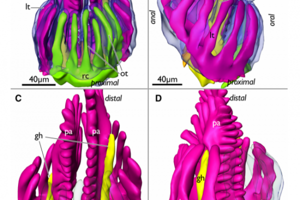Segmentation-based 3D reconstruction of a very late budding stage of Lophopus crystallinus