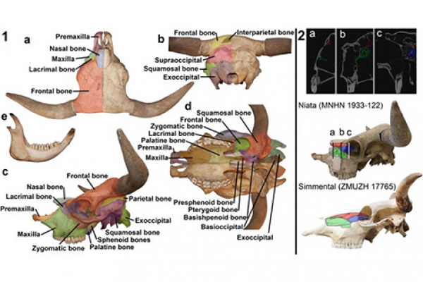 Skull and lower jaw of the Niata
