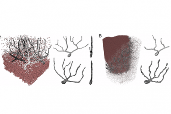 Volume representation of the data