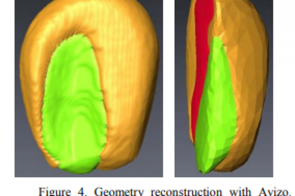 geometry-reconstruction-corn