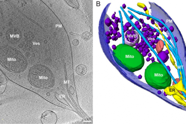 journal.pbio.2006169.g002