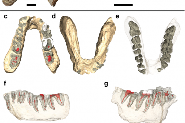 Studied specimens and virtual reconstructions of the holotype of Graecopithecus.