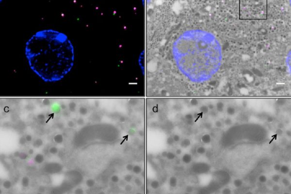 thermoscientific-amirasoftware_A global approach for quantitative super resolution