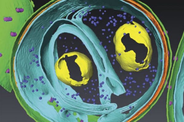 thermoscientific-amirasoftware_Determining the bacterial cell