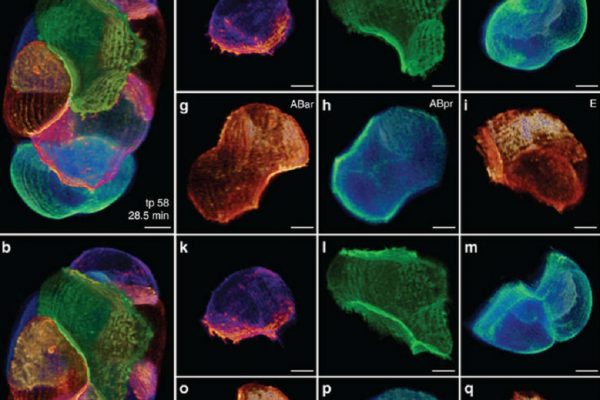 thermoscientific-amirasoftware_Imaging multicellular specimens