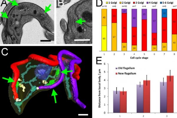 thermoscientific-amirasoftware_Patterns of organelle ontogeny