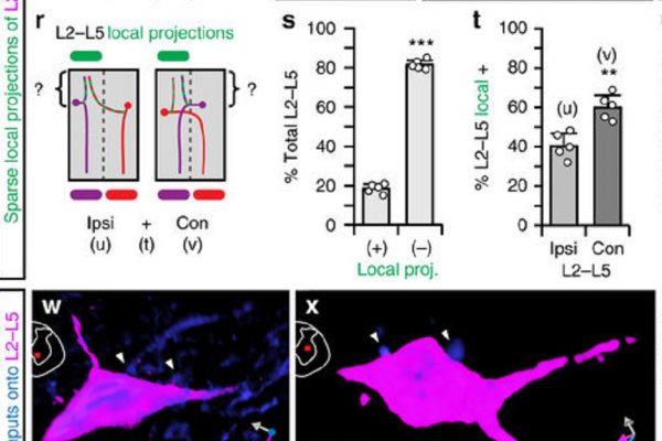 thermoscientific-amirasoftware_Reversible silencing of lumbar spinal interneurons