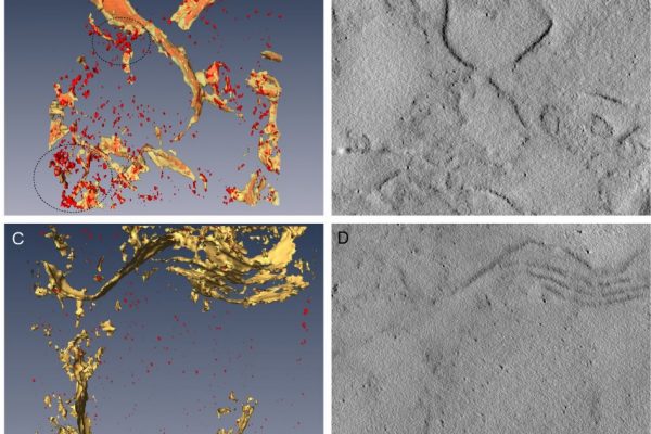 thermoscientific-amirasoftware_Three-dimensional imaging of the intracellular