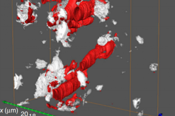 useref_avizo_Durable and self-hydrating tungsten carbide-based composite polymer electrolyte membrane fuel cells